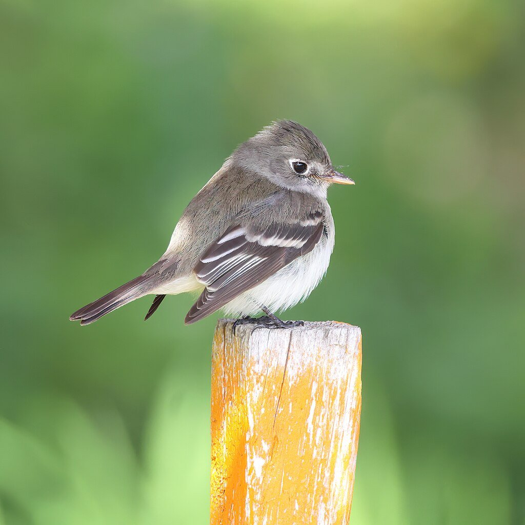 Empidonax minimus