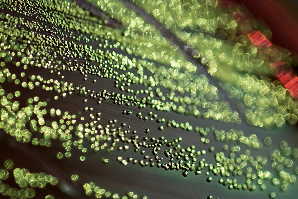 Escherichia coli