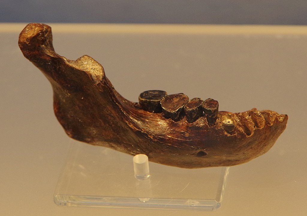Fossil of Mandible of Penghu 1