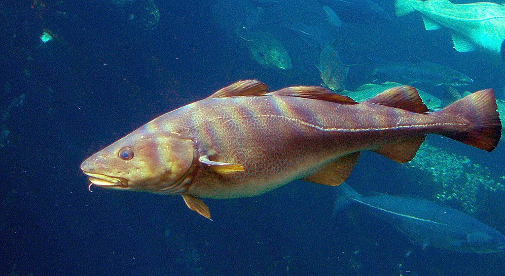 Gadus morhua