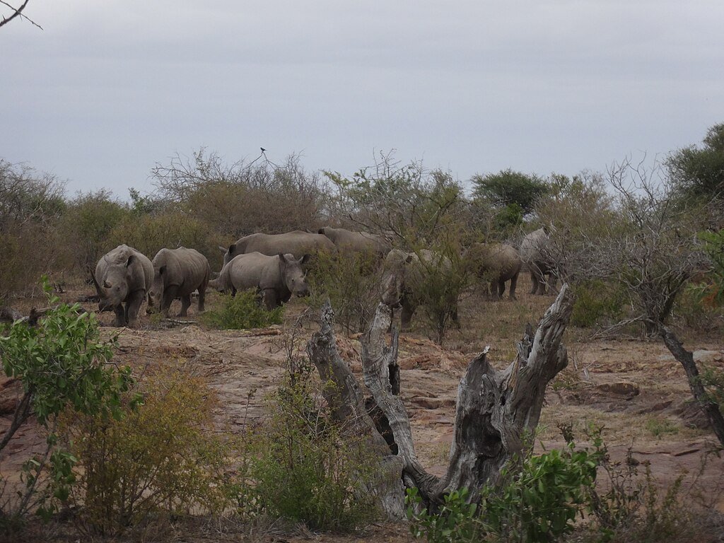 Rhino herd