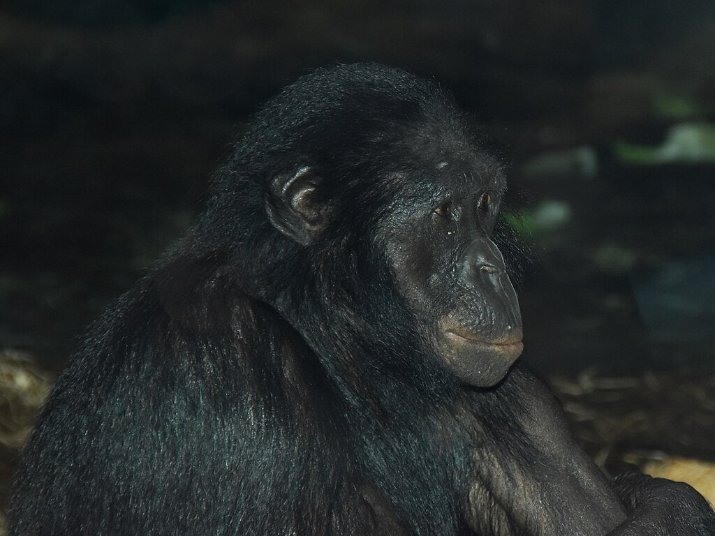 Pan paniscus BONOBO