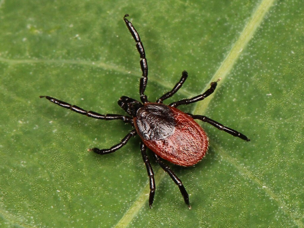 Black-legged tick