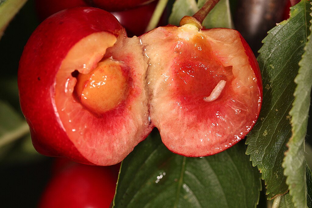 fruit fly larvae on cherry