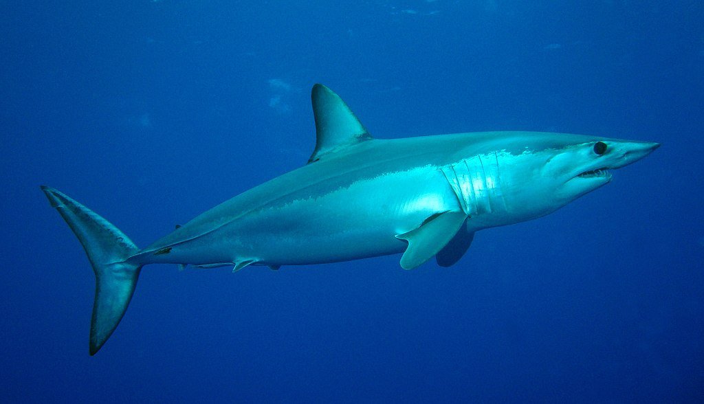 Shortfin mako shark