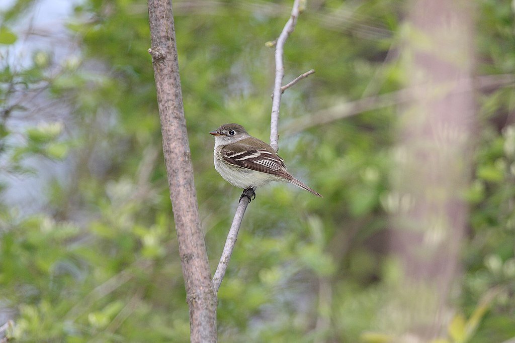Least Flycatcher