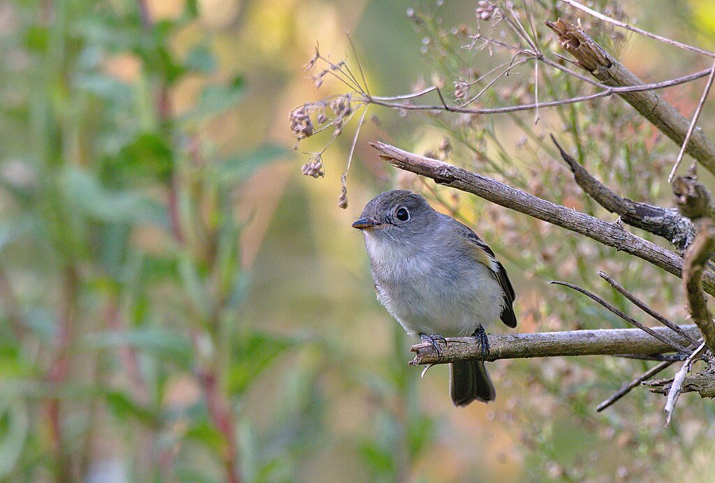 Least Flycatcher