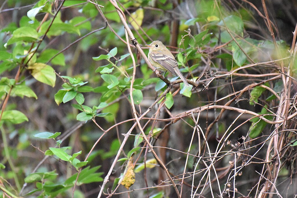 Least Flycatcher