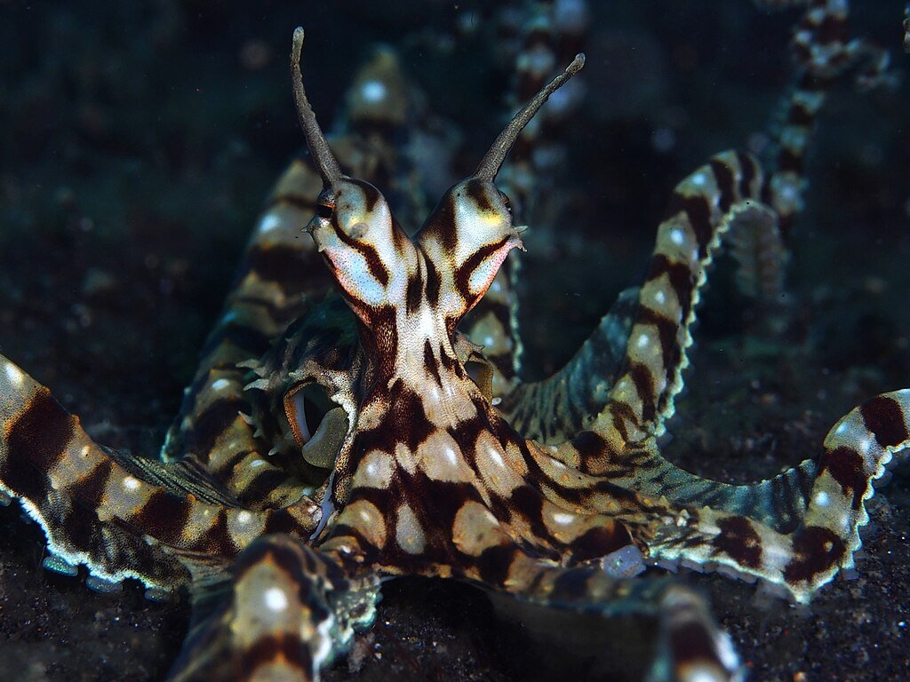 Mimic octopus