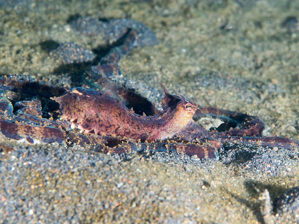 Mimic octopus