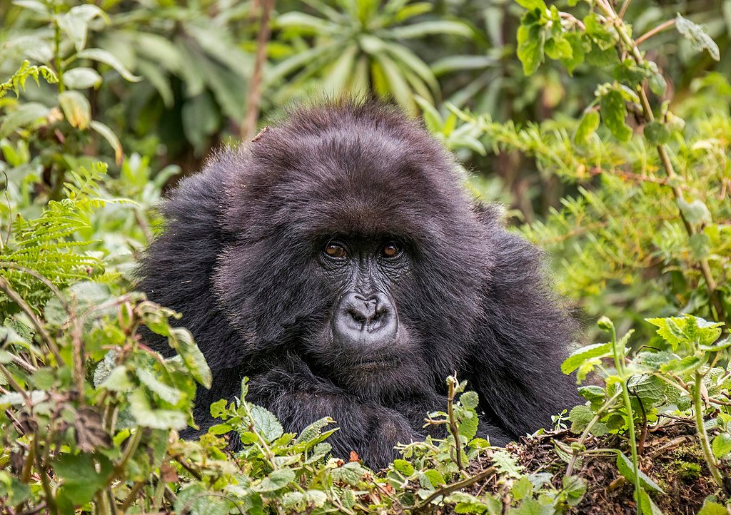 Female Mountain gorilla