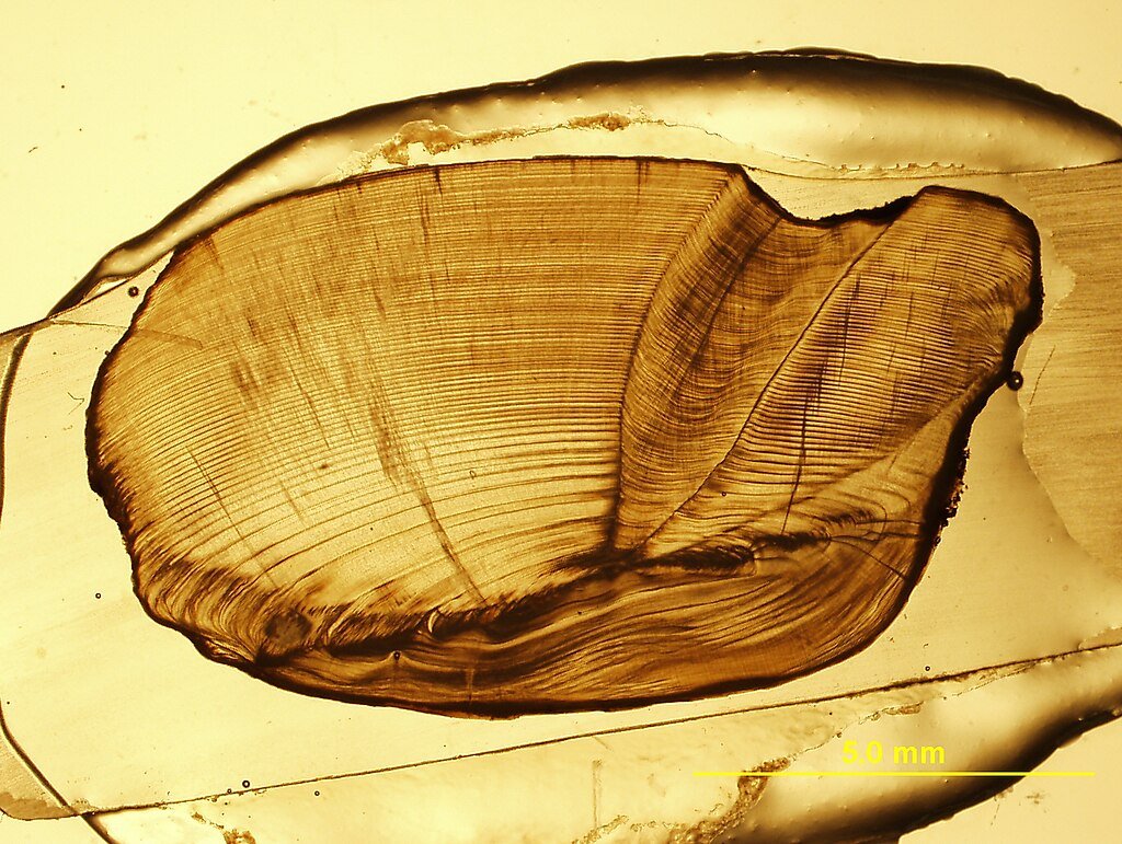 oldest freshwater drum saggital otolith