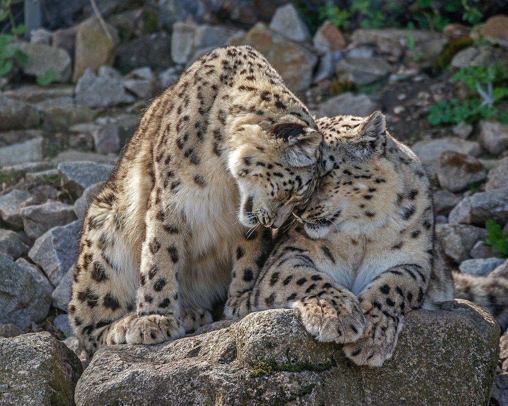 snow leopards
