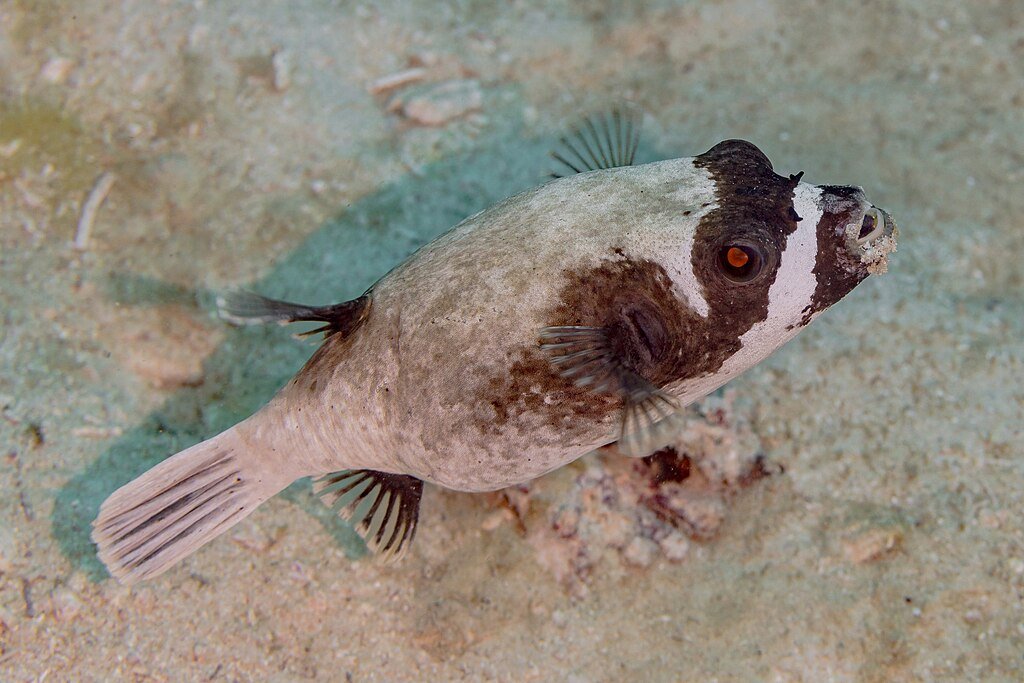 Masked puffer (Arothron diadematus), Red Sea, Egypt.
