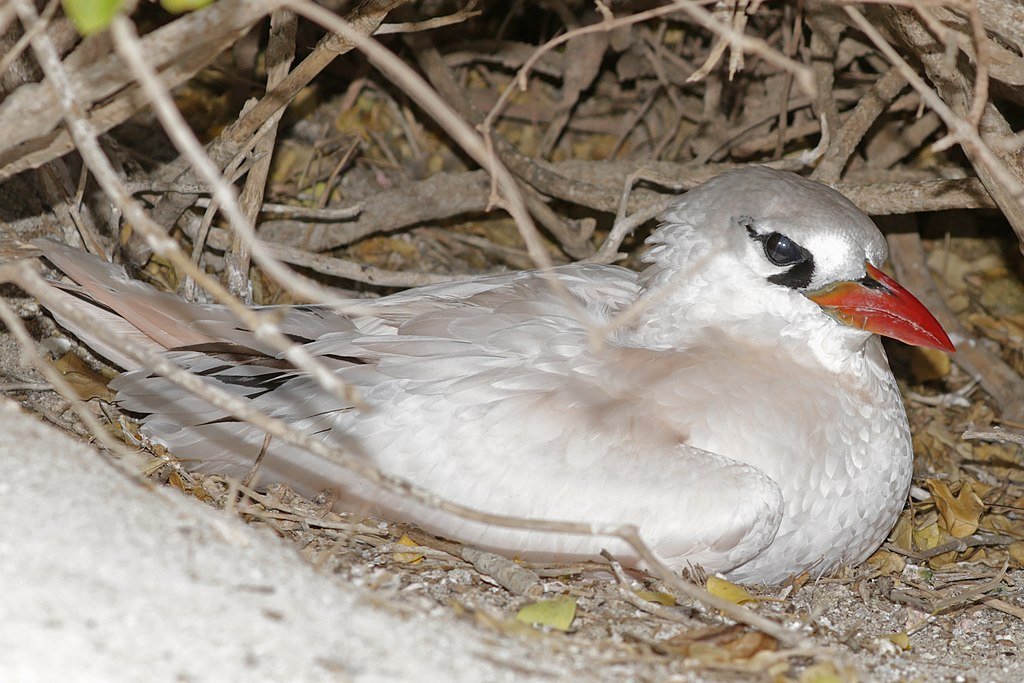 Red-tailed tropicbird