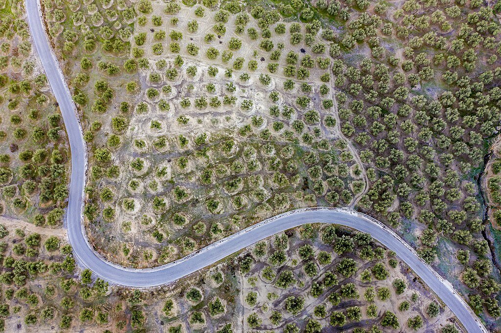 Andalusian Olive Groves