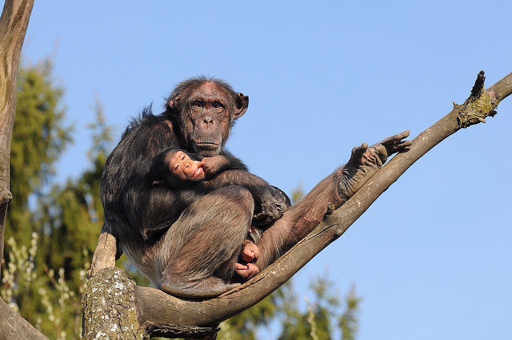 Chimpanzee
