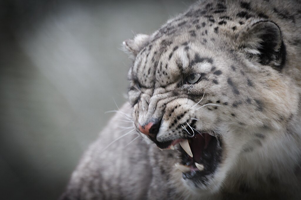 Snow leopard