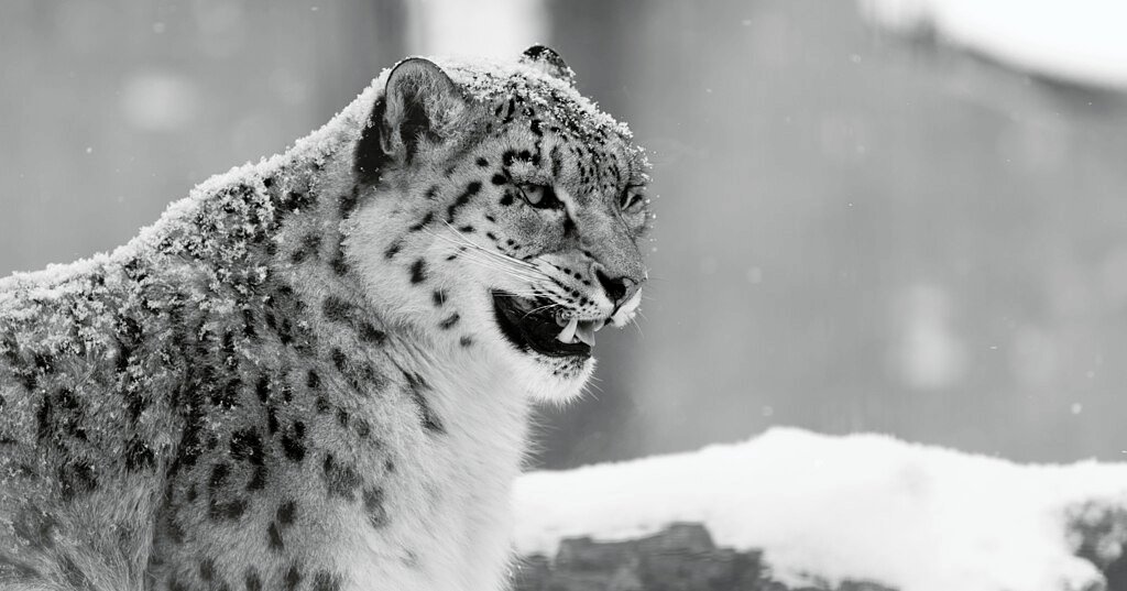 snow leopard