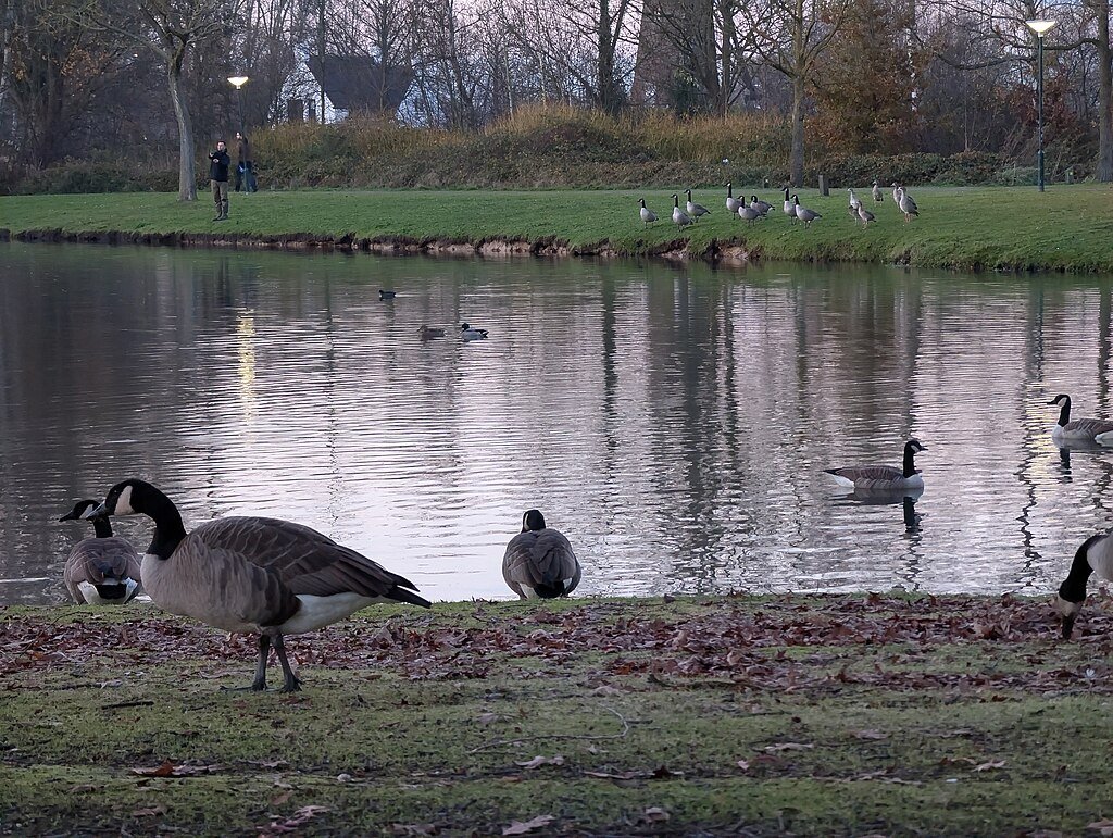 Waterfowl in Baron van Hardenbroekpark, Nuenen