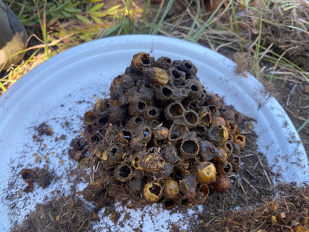 Western bumblebee nest