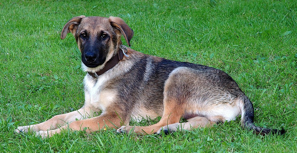 Young mixed-breed dog