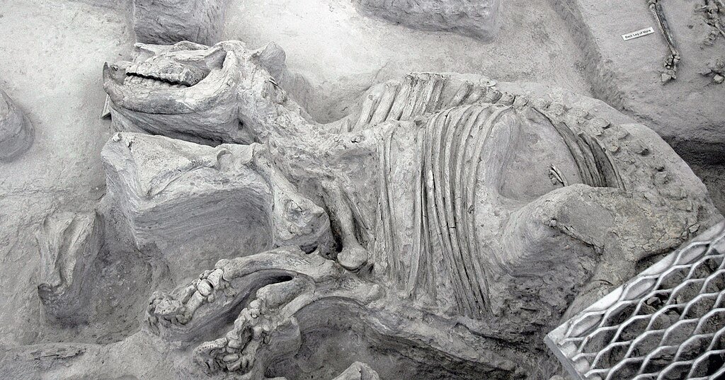 Teleoceras major fossil