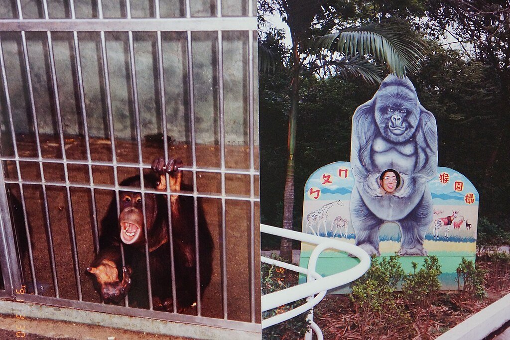 ABC Monkey Park