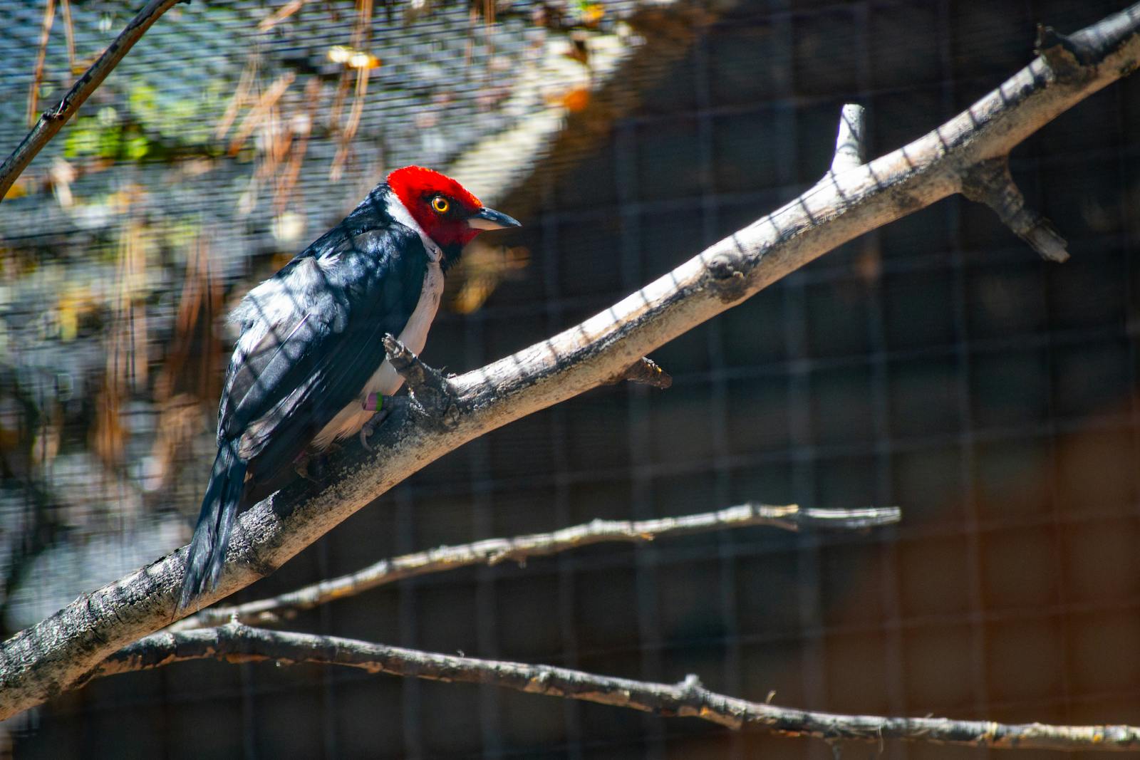 The Return of the Ivory-Billed Woodpecker? The Controversy That Won’t Die