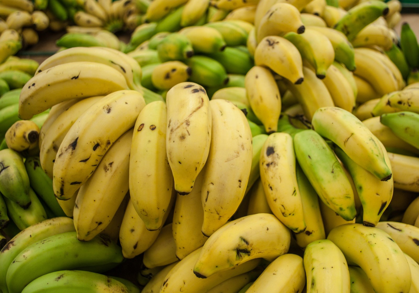 The Cavendish Collapse: The Fall of the World’s Favorite Banana and the Search for Its Replacement