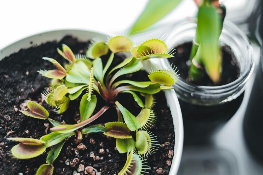 Vibrant Venus flytrap plant