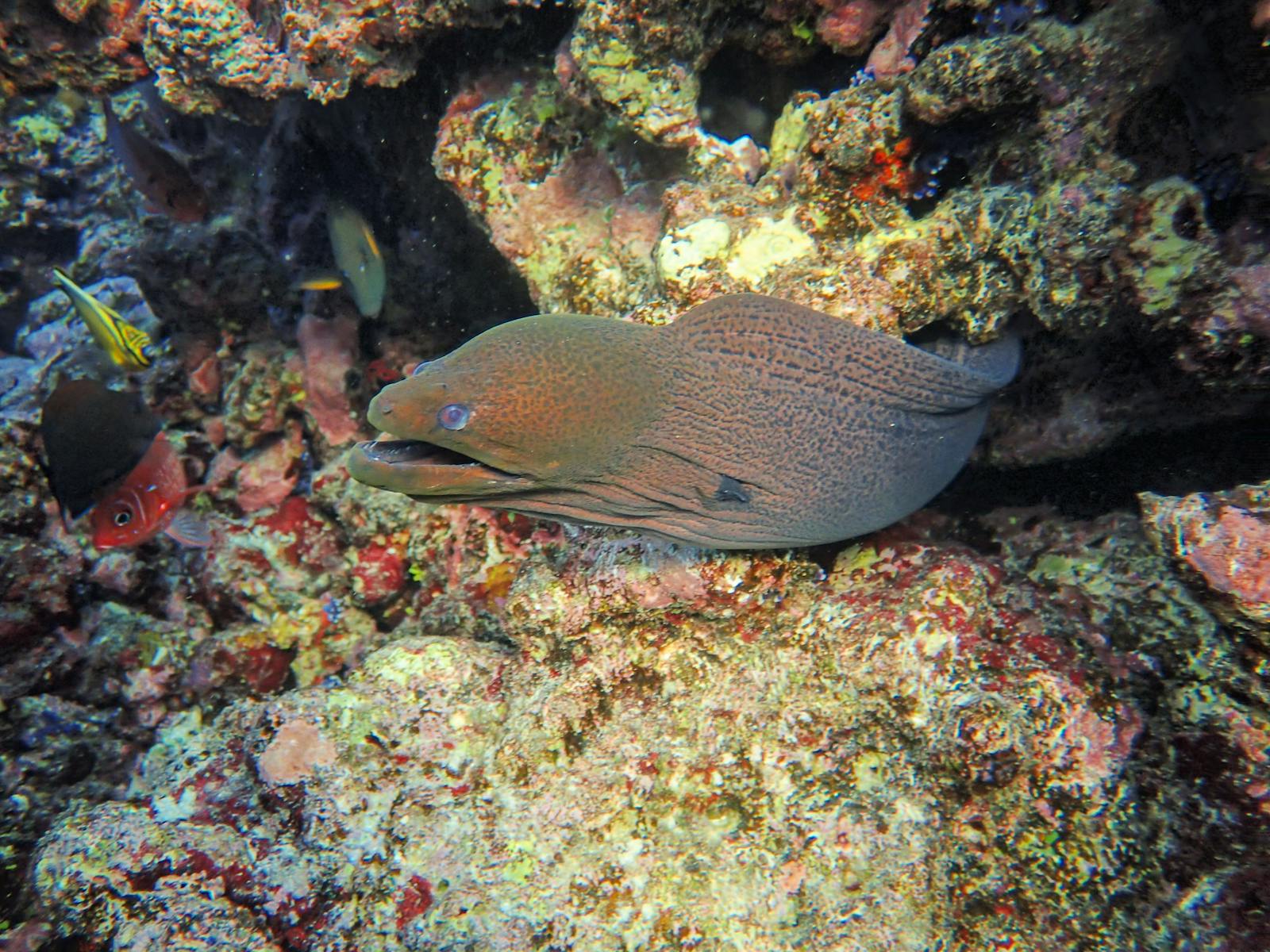 The Puzzling Migration Routes of Eels: Still Largely a Mystery
