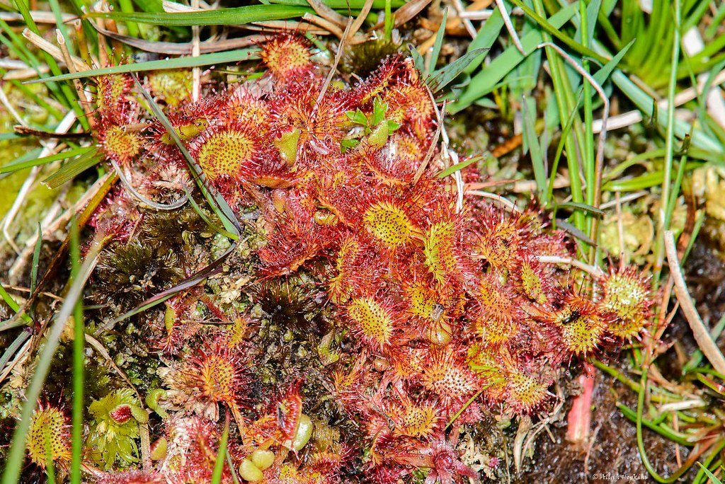 Round-leaved Sundew