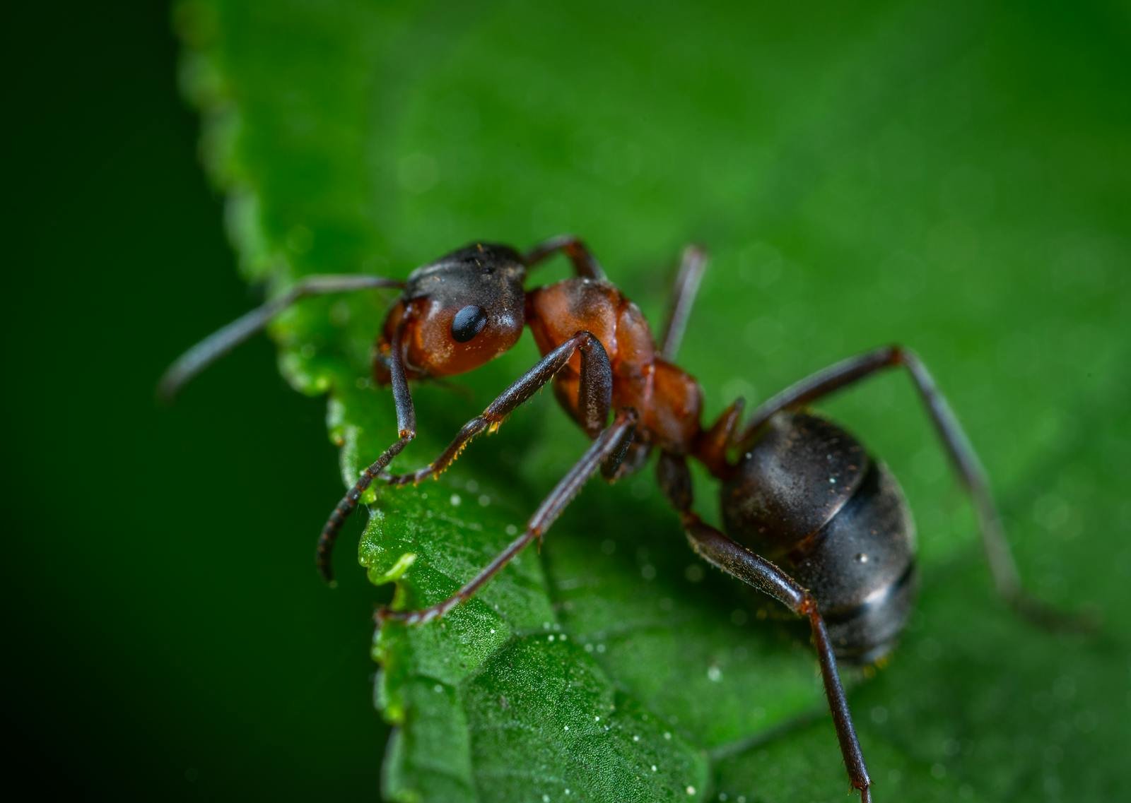 Leafcutter Ants and Their Underground Fungal Farms: Agriculture Before Humans