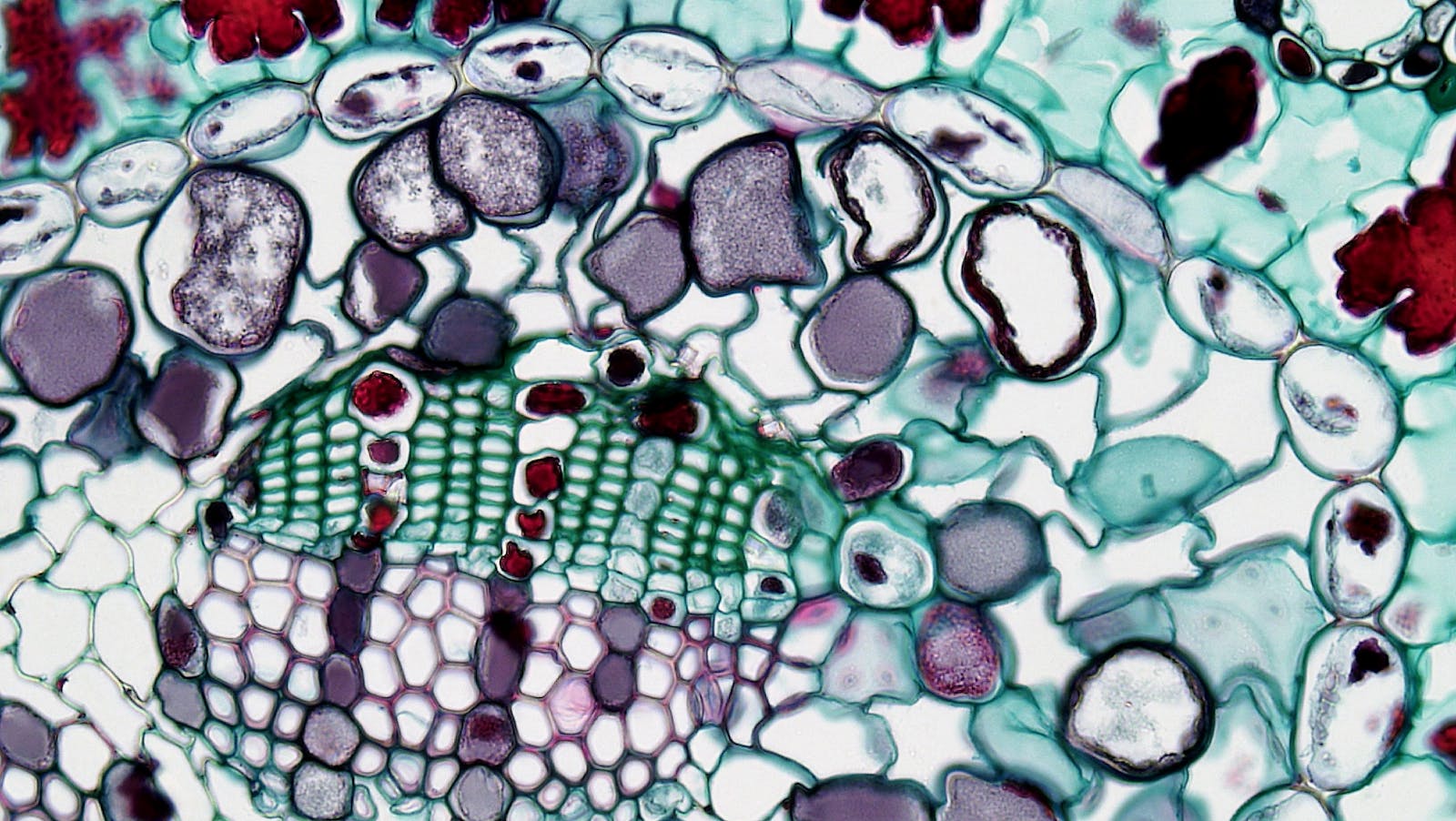 Bioinformatics Breakthroughs: The Digital Path to Healthier Animals