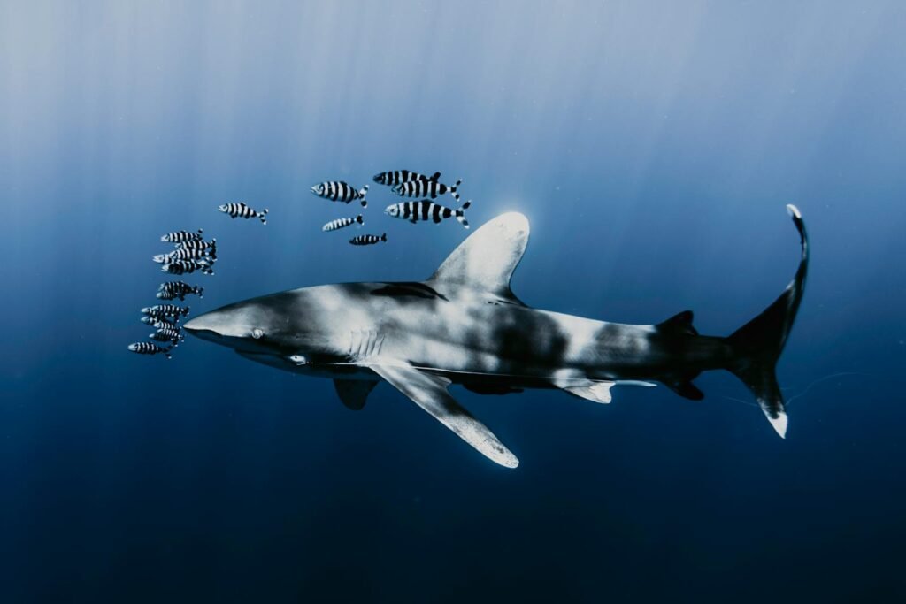 Oceanic whitetip shark swimming with a school of pilot fish in the deep blue ocean waters.