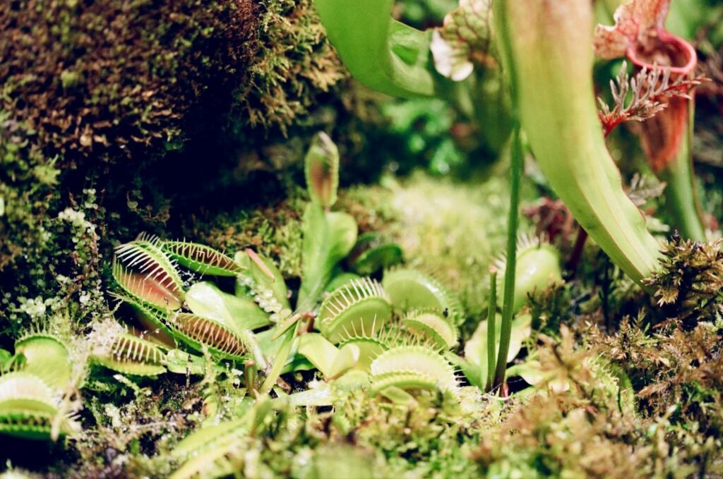 Detailed close-up of a Venus flytrap among mossy plants, showcasing its natural habitat.