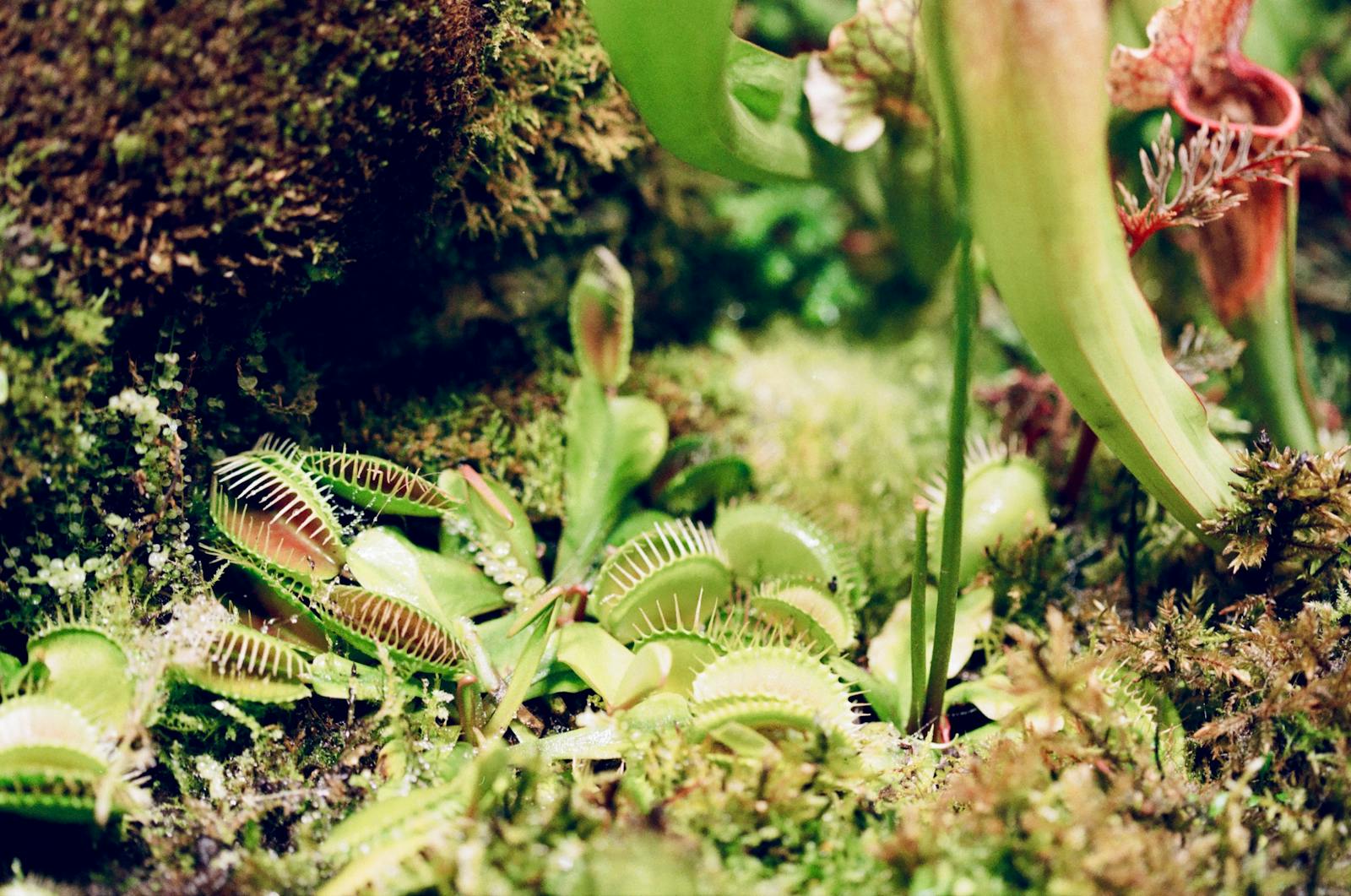 This Plant Counts: How the Venus Flytrap Uses Math to Catch Prey