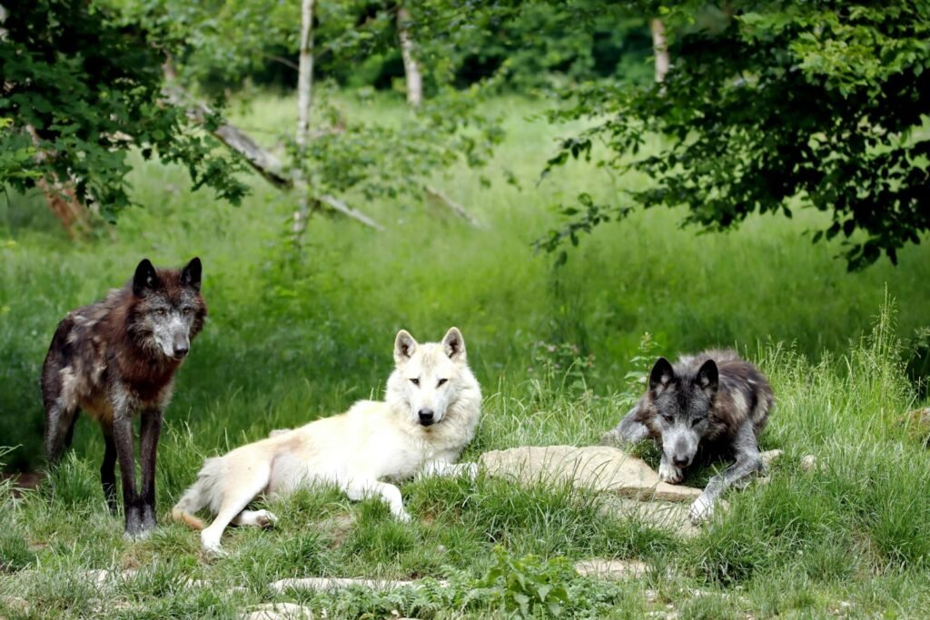 Three wolves resting in a lush forest clearing showcasing natural wildlife behavior.