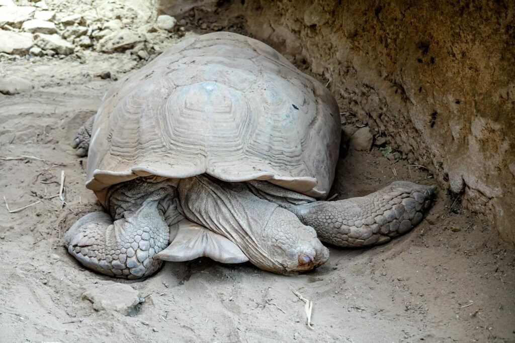 Detailed close up of a tortoise resting on dusty ground