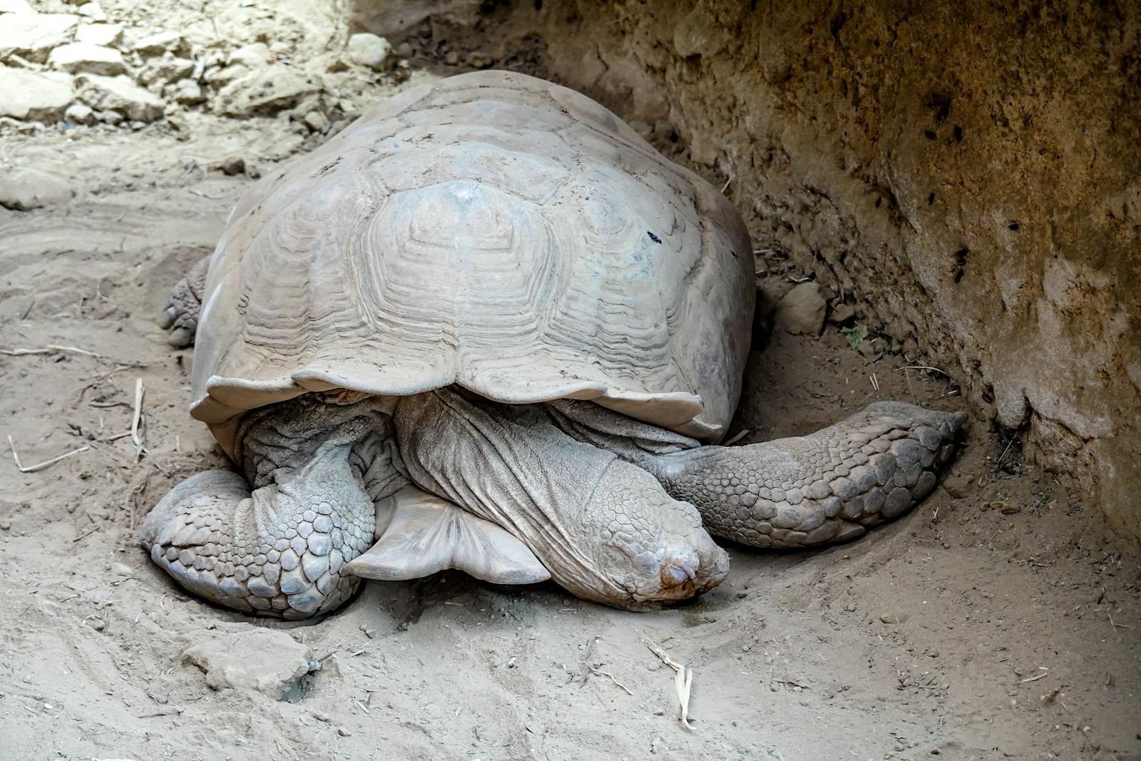 National Park Week: Where to Spot Living Fossils in the U.S.