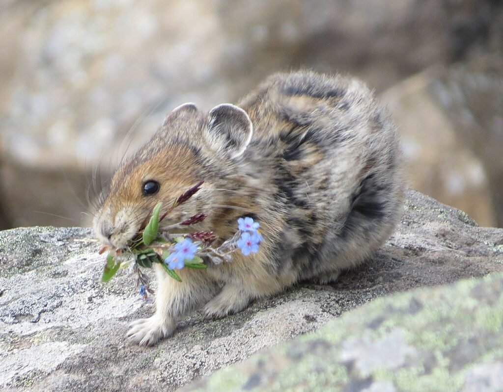 American pika (Ochotona princeps) 