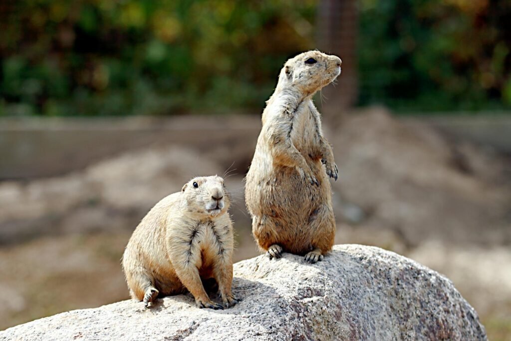 Two prairie dogs stand alert on a rock, showcasing wildlife's cute and curious nature.