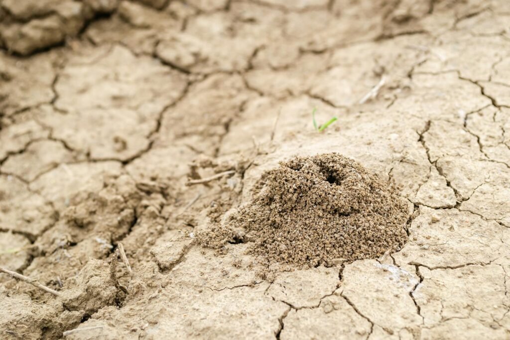 A close up of an ant hill on arid, cracked soil in Novi Sad Serbia.