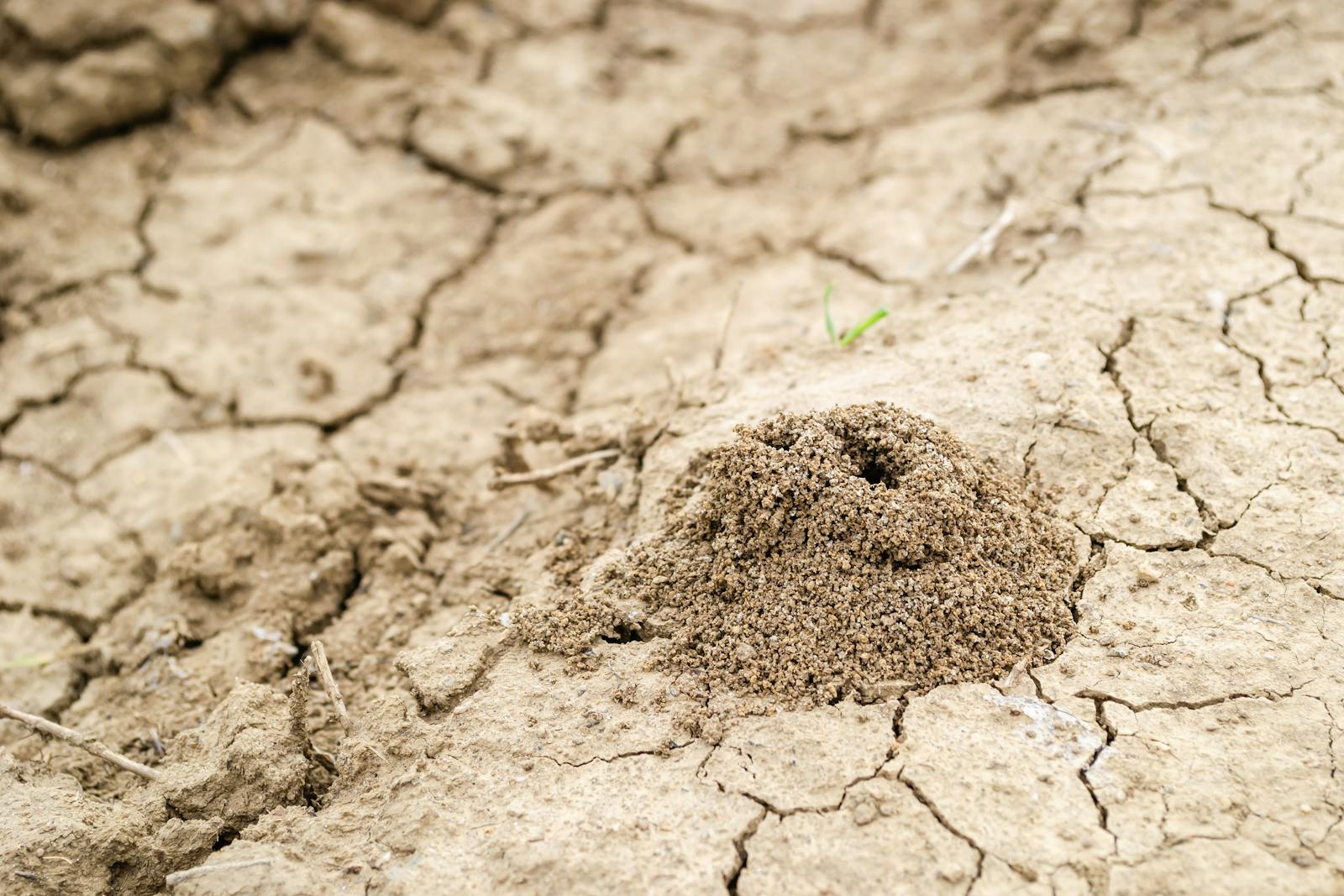 How Termites Build Cathedrals That Regulate Temperature Without A/C