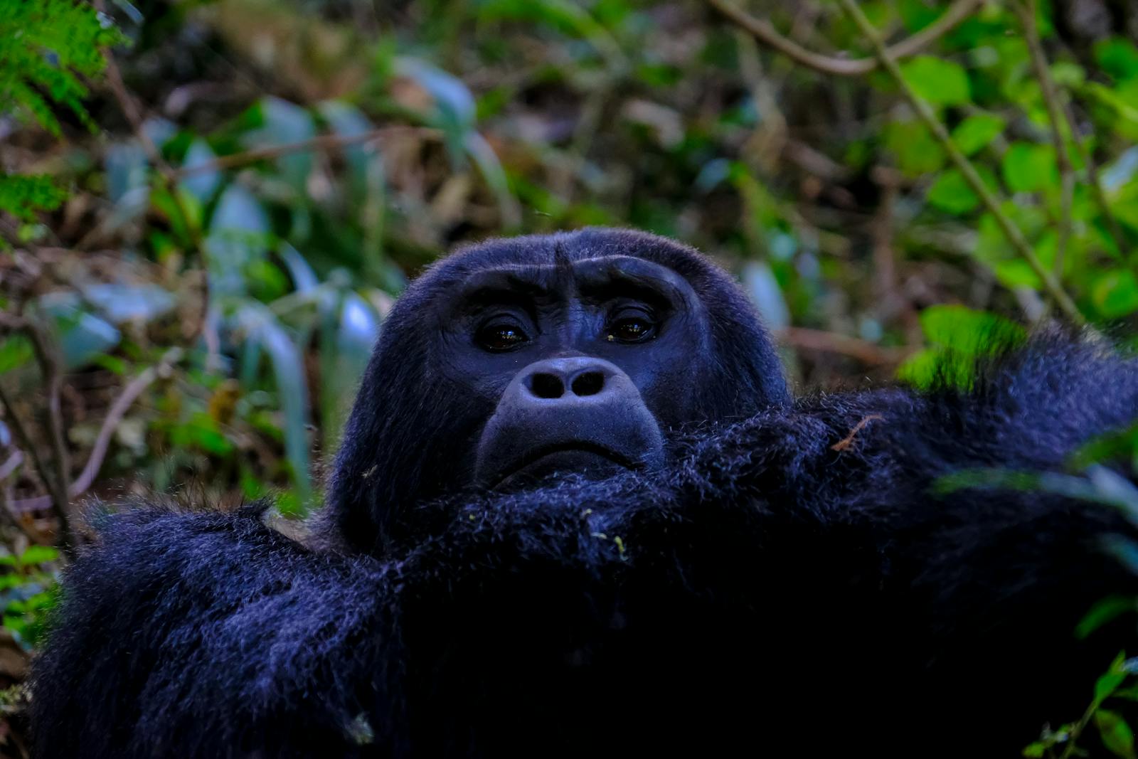 From Silence to Song: How Scientists Discovered Gorillas Hum When Happy
