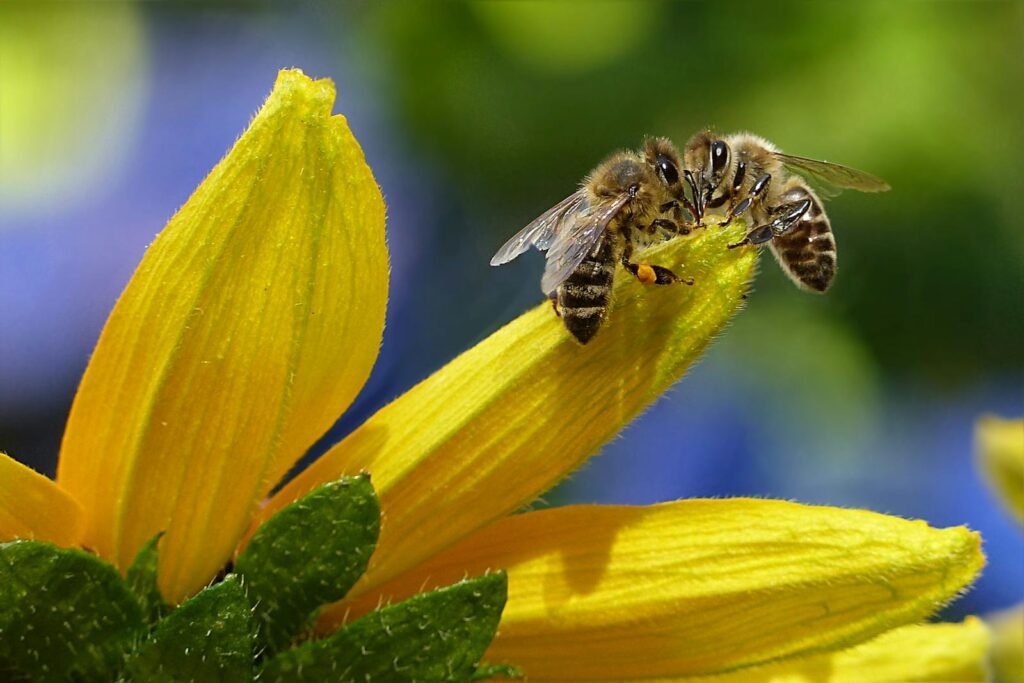 Close up of honey bees pollinating a bright yellow flower capturing nature's beauty and delicate balance.
