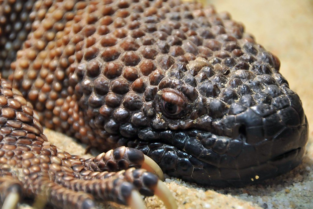 Gila Monster.