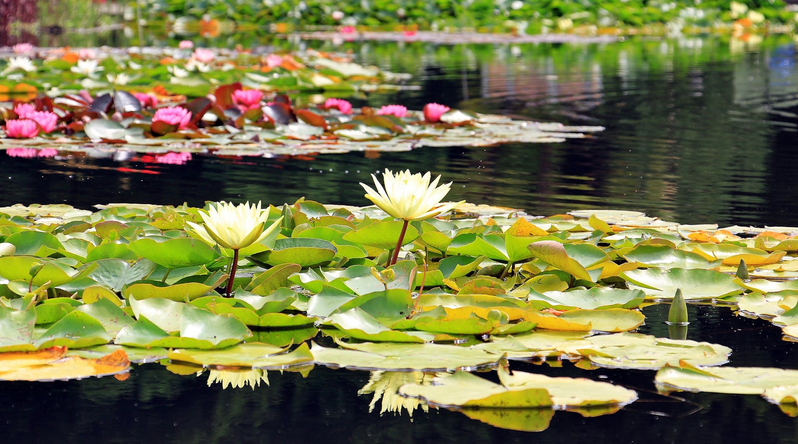 From Bogs to Blossoms: Reclaiming Ireland’s Endemic Wetland Plants