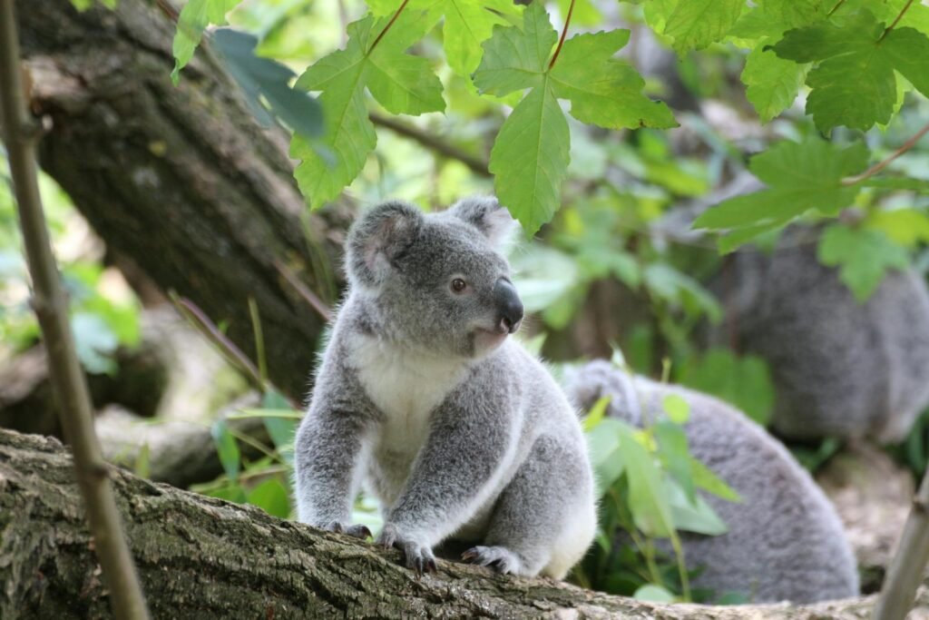 A cute koala resting on a tree branch